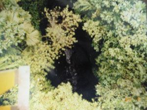 �W�����O���g���C��